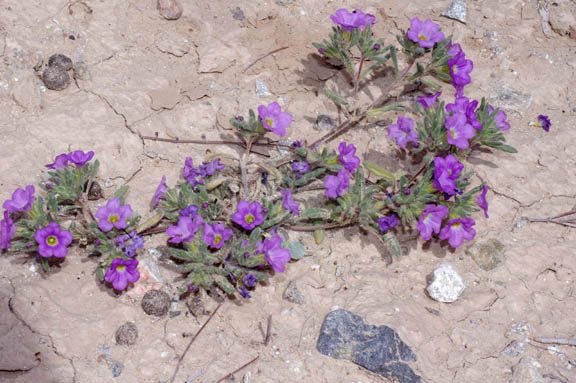 Nama demissum v.demissum